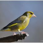 -- Grünfink, männl. --- ( Carduelis chloris )