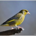 -- Grünfink, männl. --- ( Carduelis chloris )