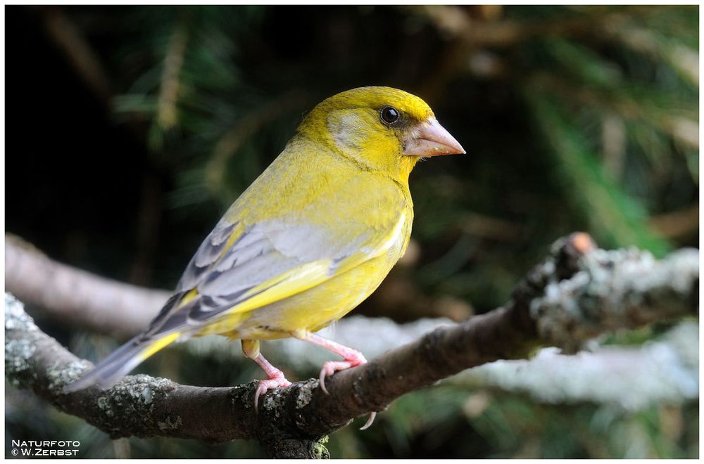 - Grünfink männl. - ( Carduelis chloris )