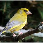 - Grünfink männl. - ( Carduelis chloris )