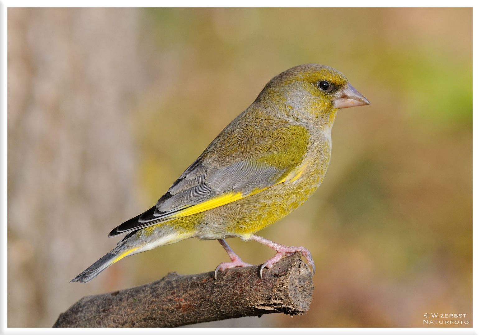 - Grünfink männl. - ( Carduelis chloris )