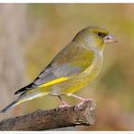 - Grünfink männl. - ( Carduelis chloris )