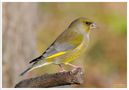 - Grünfink männl. - ( Carduelis chloris ) von Wolfgang Zerbst - Naturfoto