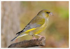 - Grünfink männl. - ( Carduelis chloris )