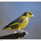 ---- Grünfink, männl. ------ ( Carduelis chloris )