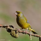 --- Grünfink männl. --- ( Carduelis chloris )