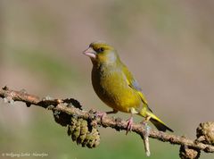 --- Grünfink männl. --- ( Carduelis chloris )