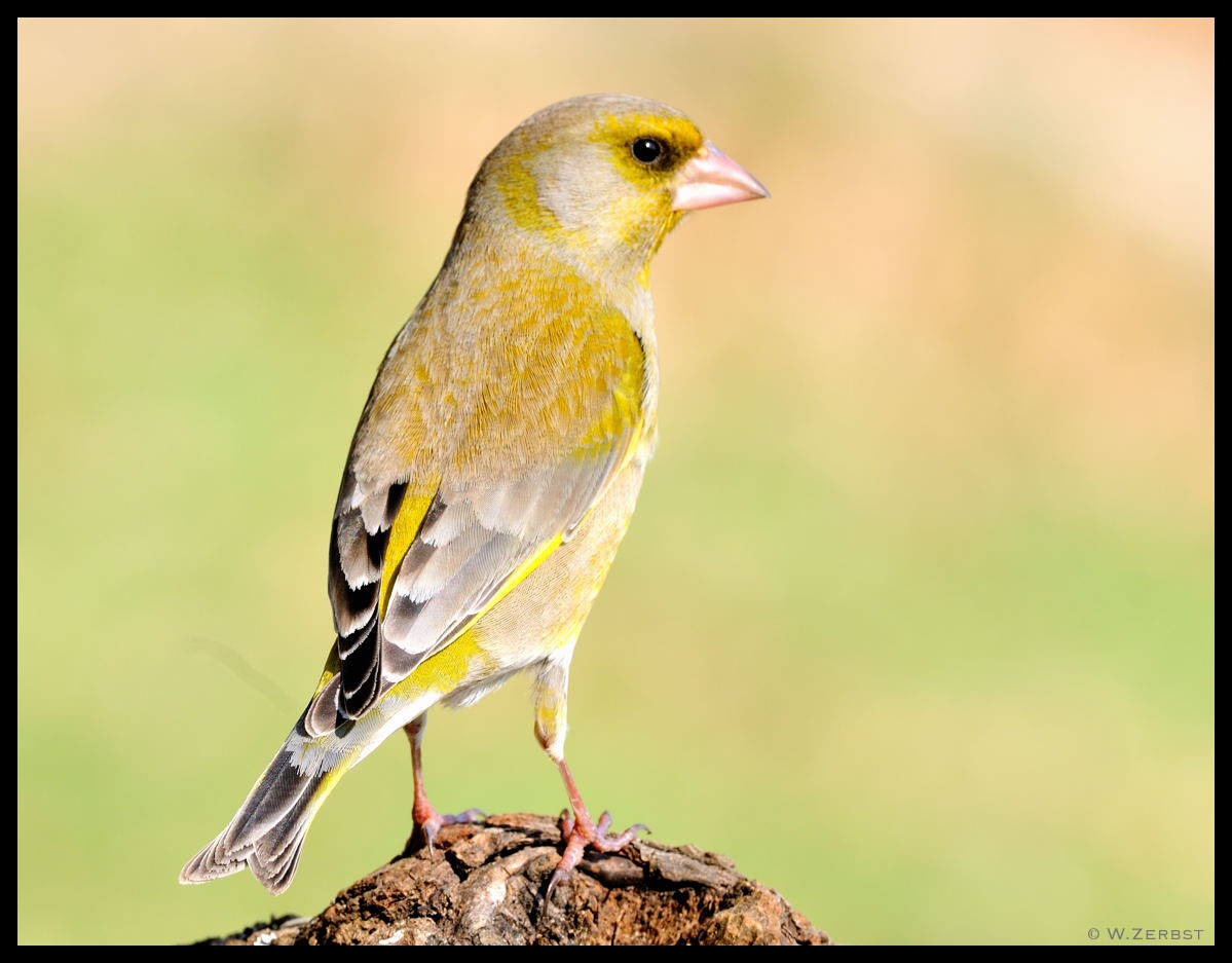 - Grünfink männl. - ( Carduelis chloris )