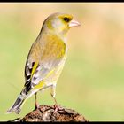 - Grünfink männl. - ( Carduelis chloris )