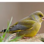 - Grünfink männl. - ( Carduelis chlotis )