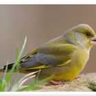 - Grünfink männl. - ( Carduelis chlotis )