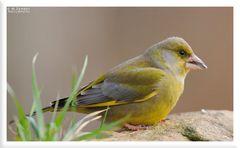 - Grünfink männl. - ( Carduelis chlotis )