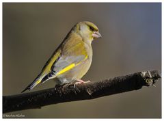 -- Grünfink männlich -- ( Caeduelis chloris )