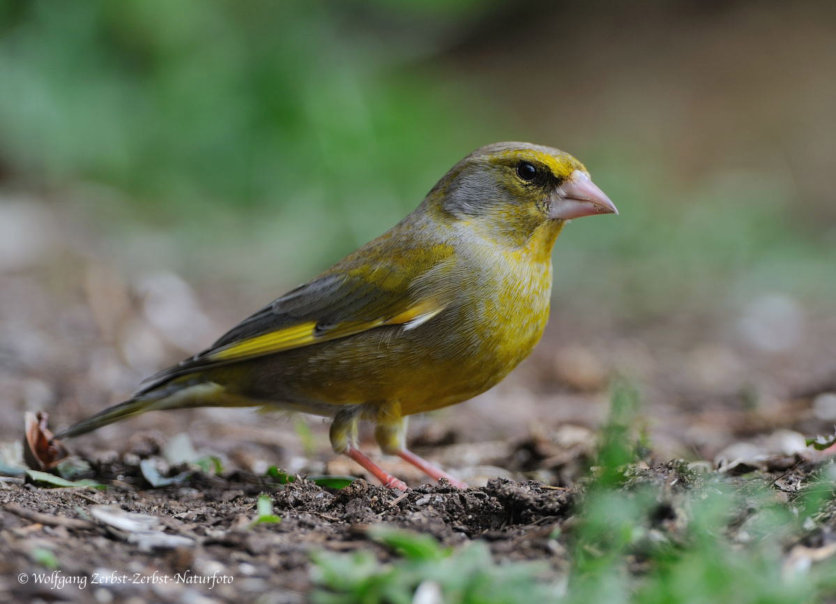 ---Grünfink männlich --- ( Carduelis chloris )