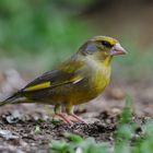 ---Grünfink männlich --- ( Carduelis chloris )