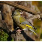 --- Grünfink männlich --- ( Carduelis chloris )