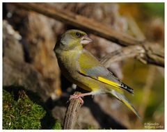 --- Grünfink männlich --- ( Carduelis chloris )