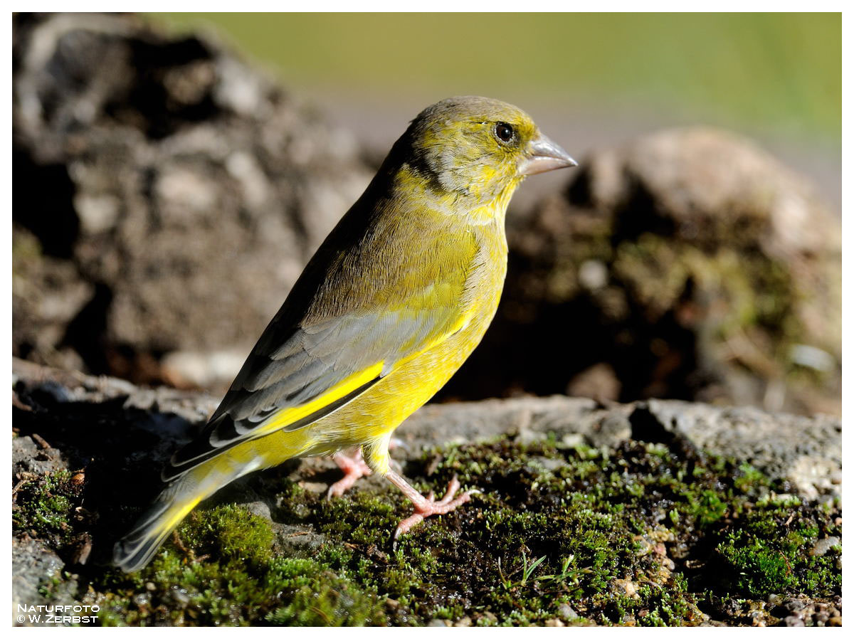 - Grünfink, männlich - ( Carduelis chloris )