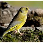 - Grünfink, männlich - ( Carduelis chloris )