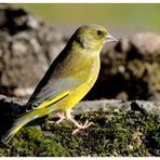 - Grünfink, männlich - ( Carduelis chloris )