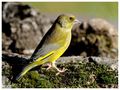 - Grünfink, männlich - ( Carduelis chloris ) von Wolfgang Zerbst - Naturfoto