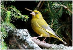 - Grünfink männlich - ( Carduelis chloris )