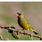 ---- Grünfink männlich ---- ( Carduelis chloris )