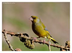 ---- Grünfink männlich ---- ( Carduelis chloris )