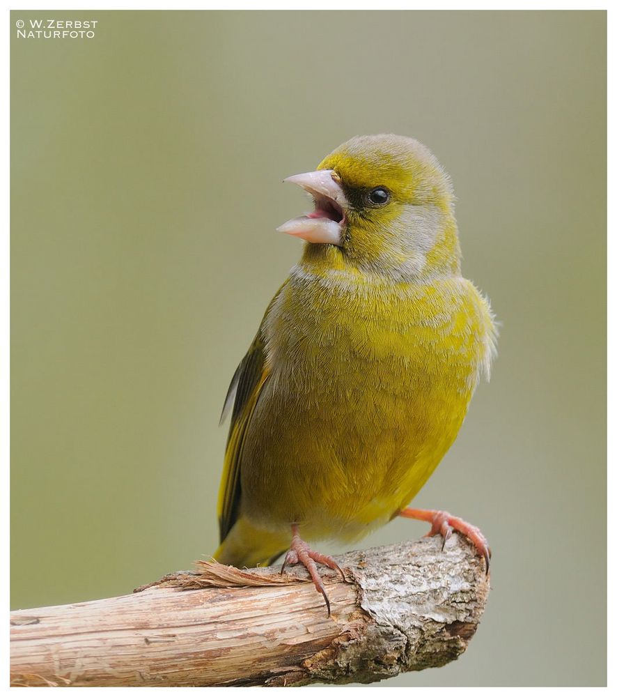 - Grünfink , männlich - (Carduelis chloris)