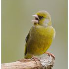 - Grünfink , männlich - (Carduelis chloris)