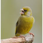 - Grünfink , männlich - (Carduelis chloris)