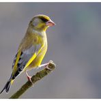 - Grünfink männlich -  ( Carduelis chloris )