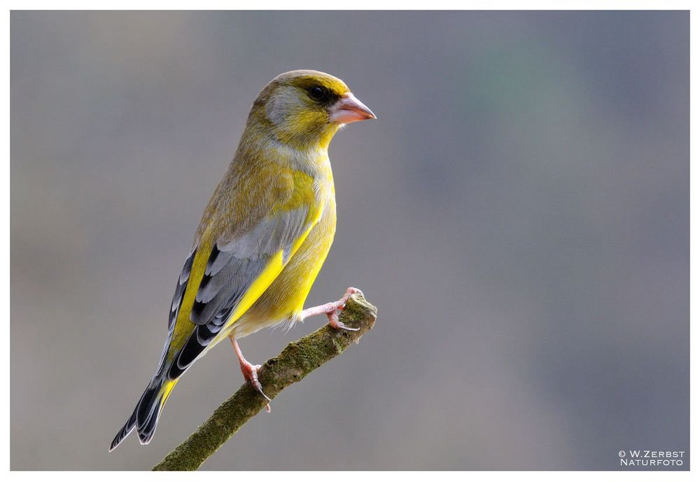 - Grünfink männlich -  ( Carduelis chloris )