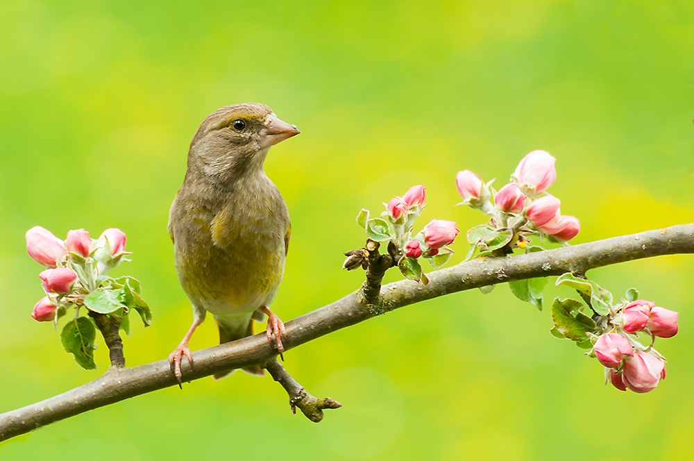 Grünfink mit Apfelblüte