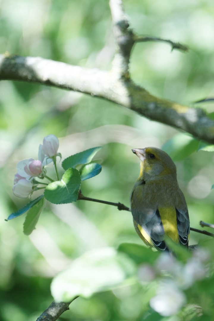 Grünfink mit Apfelblüten