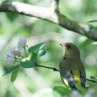 Grünfink mit Apfelblüten