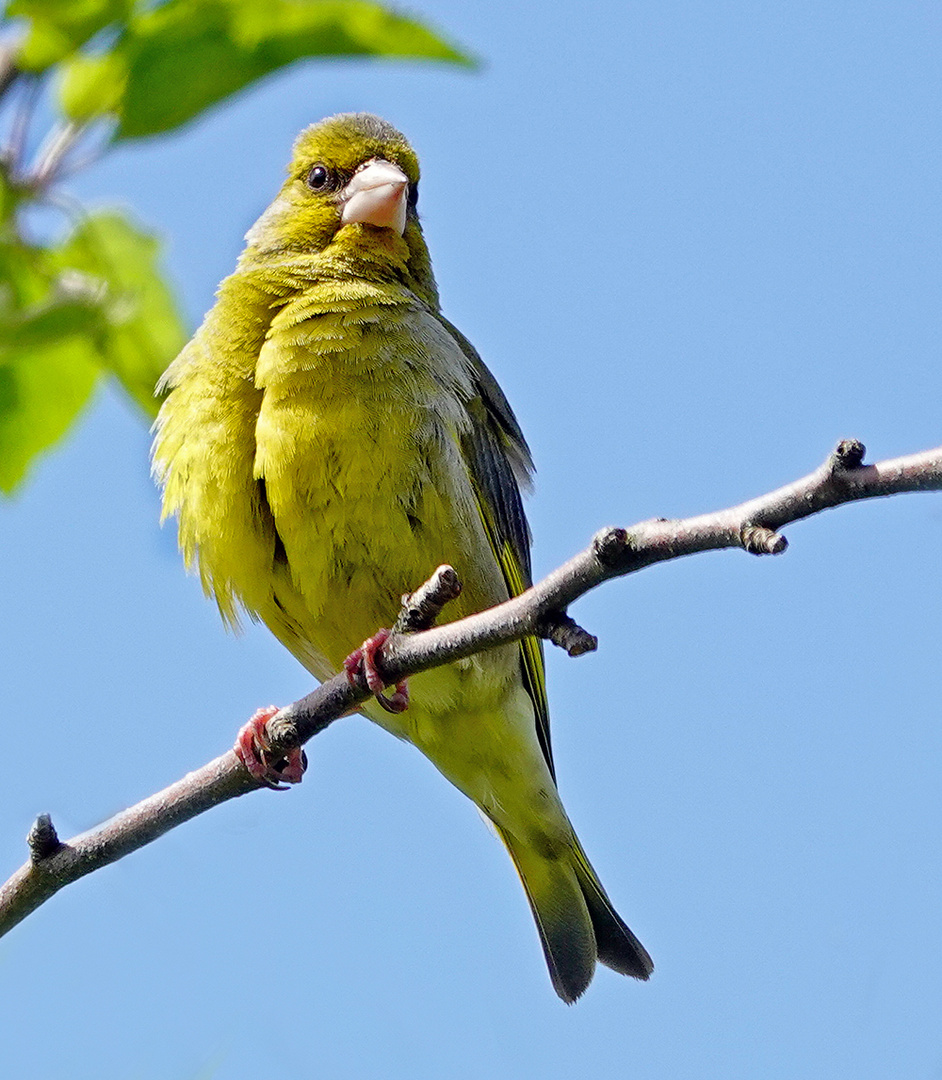 Grünfink mit geschwollener Brust