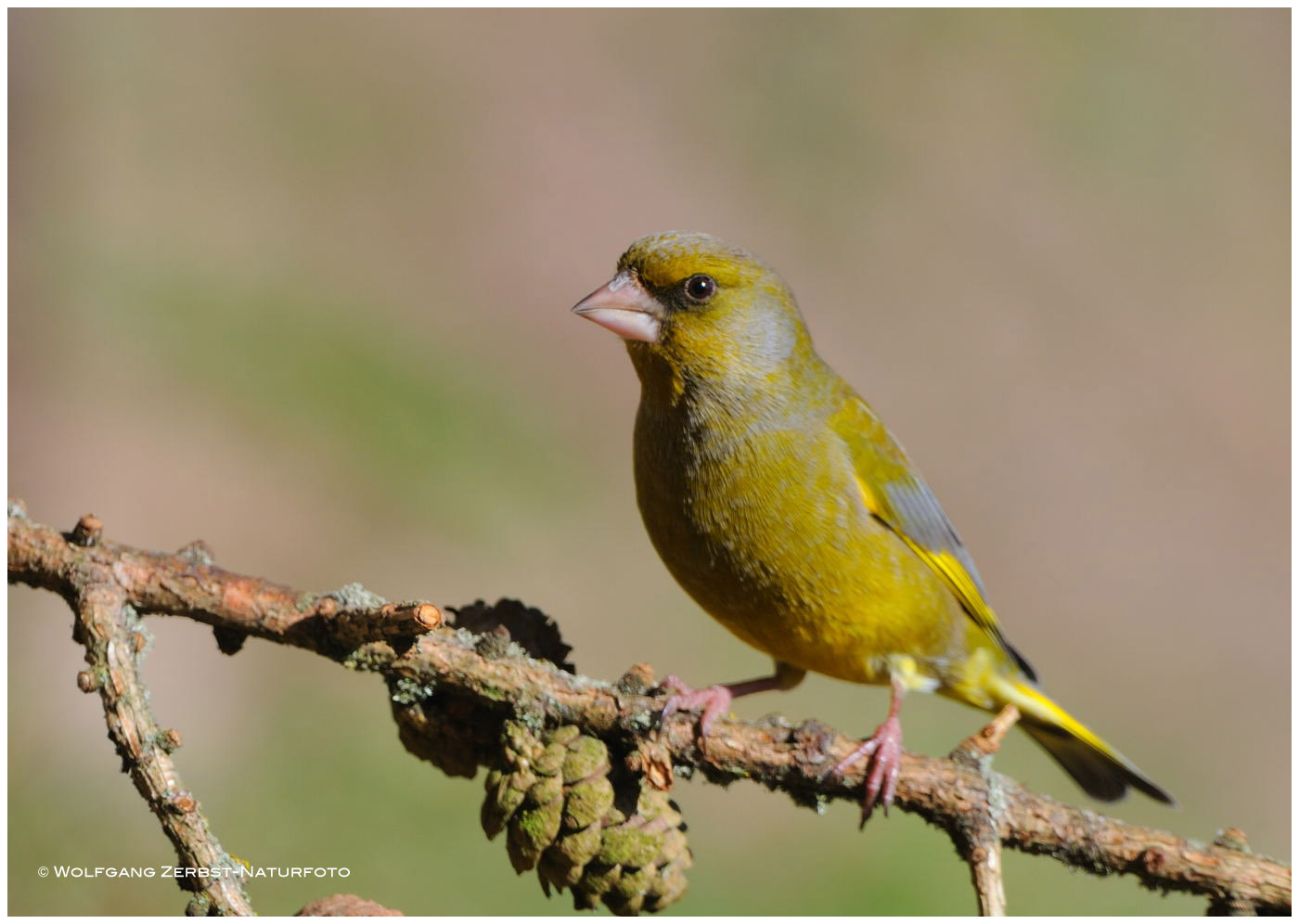 --- Grünfink Nr. 2 --- ( Caruelis chloris )