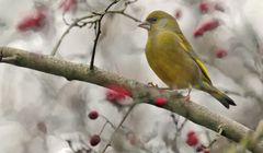 Grünfink - nur blauer Himmel hätt halt sein sollen. ODER?