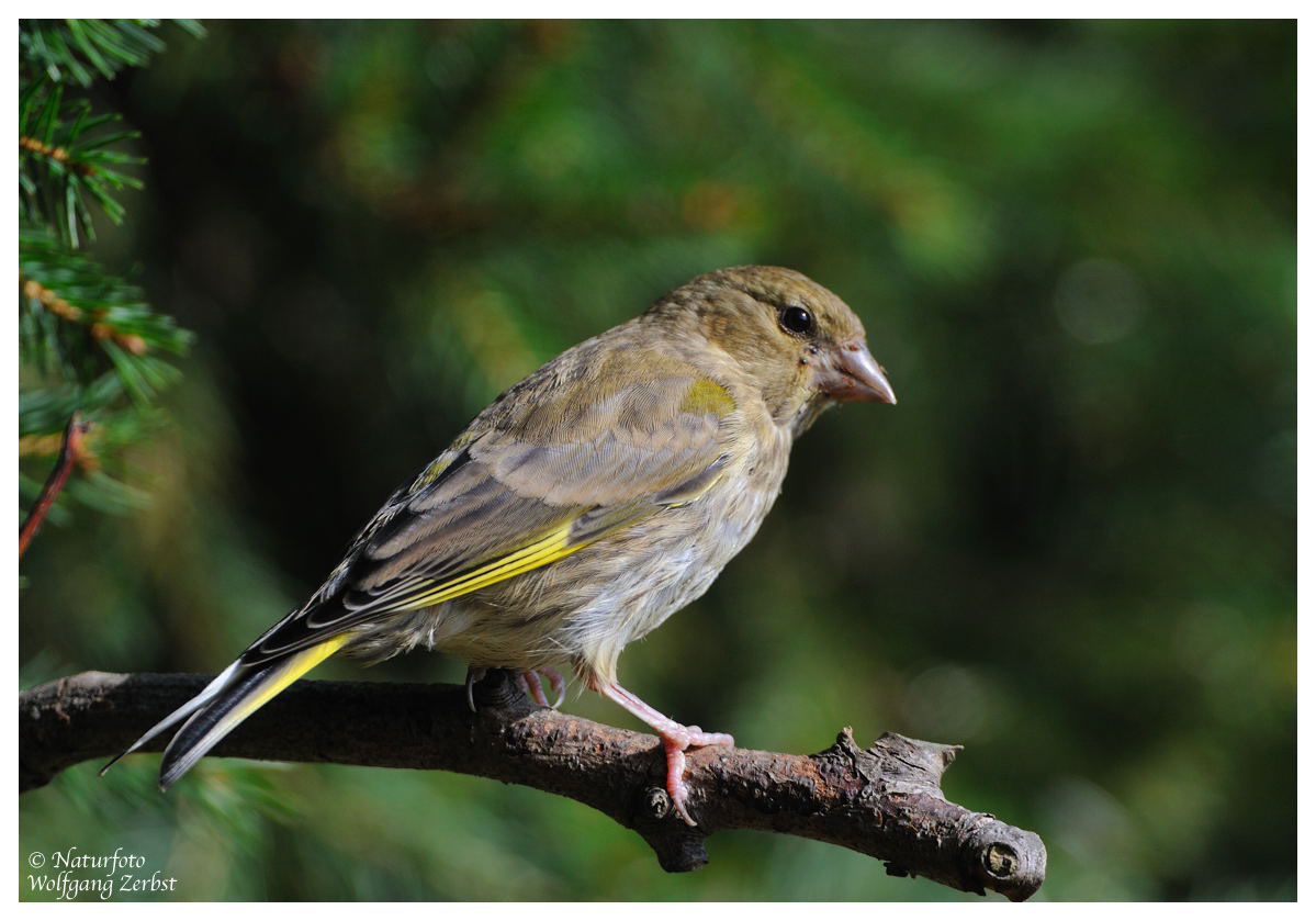 --- Grünfink od. Grünling weibl. ---- ( Carduelis chloris )