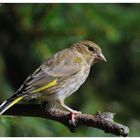 --- Grünfink od. Grünling weibl. ---- ( Carduelis chloris )