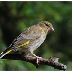 --- Grünfink od. Grünling weibl. ---- ( Carduelis chloris )