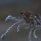 Grünfink on ice ...