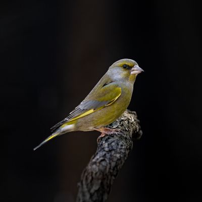 Grünfink - Portrait