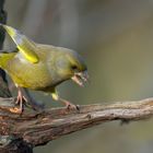 Grünfink verteidigt seine Futterstelle