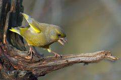 Grünfink verteidigt seine Futterstelle