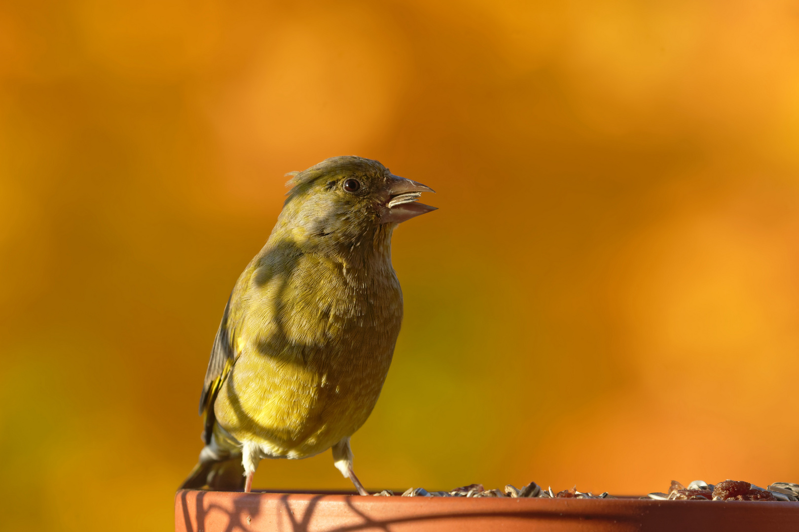 Grünfink vor buntem Herbstlaub