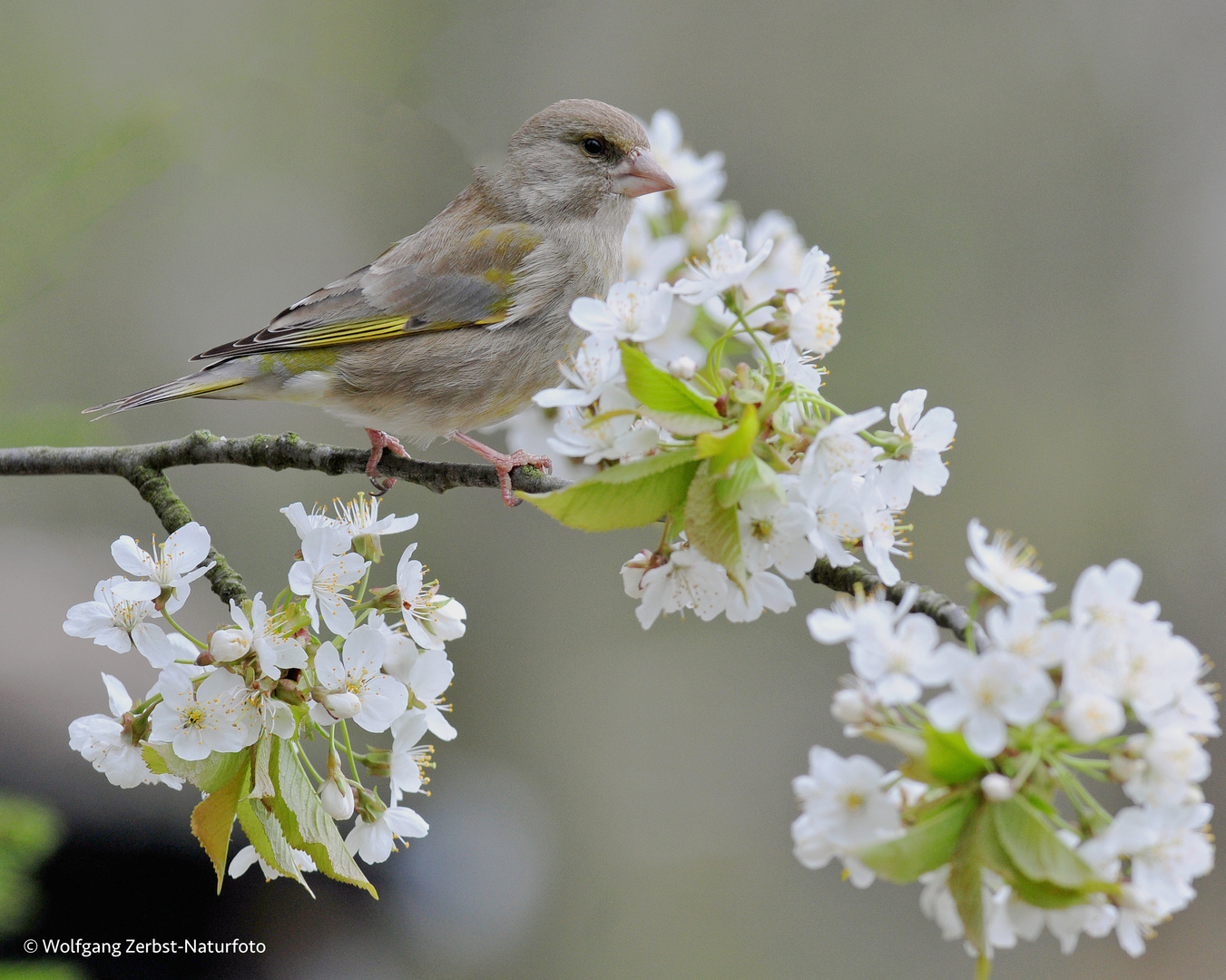 --- Grünfink  w. ---   ( Carduelis kloris )