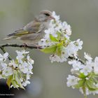 --- Grünfink  w. ---   ( Carduelis kloris )