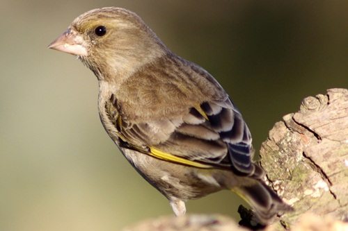 Grünfink-Weibchen